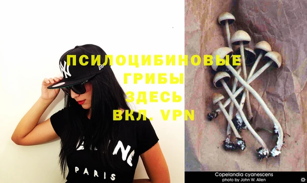 прущие грибы Алексеевка